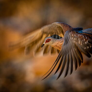 Vögel. Foto von Walter Günzel.