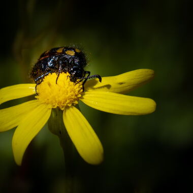 Foto von Walter Günzel