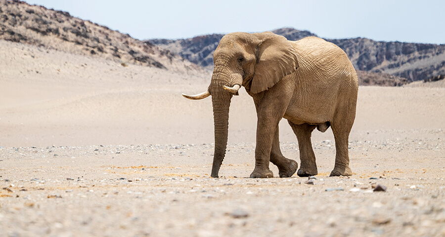 Selbstfahrer Namibia – Go Great – der Norden Intensiv (Ref: 2026-264_G_SD_ GON_11T_Web#22)