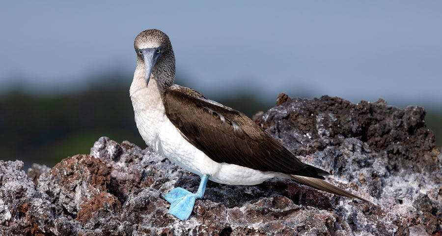 Fotoreise Ecuador und Galapagos