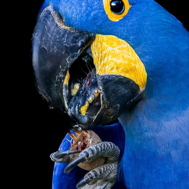 Vögel. Foto von Walter Günzel.