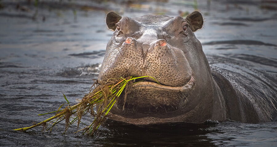 Botswana Exclusive Flugsafari - Okavango Delta, Moremi, Chobe Nationalpark- Ref.: 2026_267_G_DnD_Web#70