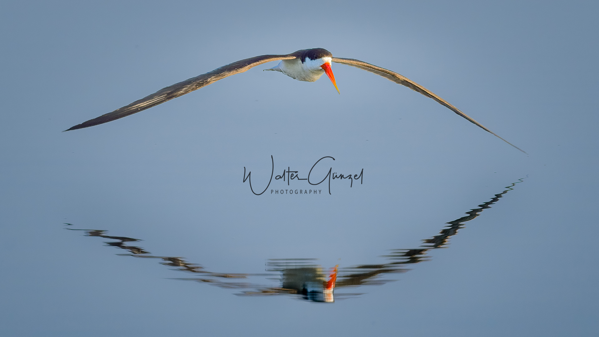 Scherenschnäbler über dem Wasser. Foto von Walter Günzel.